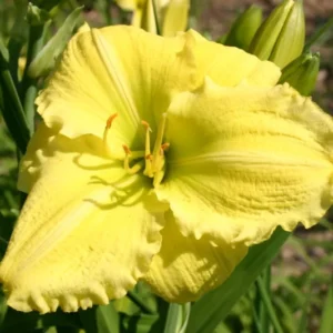 Hemerocallis 'Beauty to Behold' Großblumige Taglilie