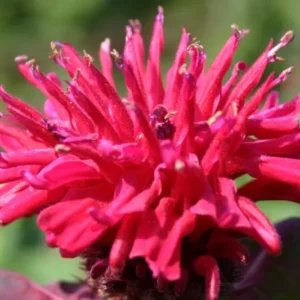 Monarda 'Bee-Happy' ® Indianernessel