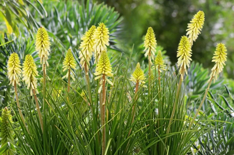 Kniphofia 'Poco Citron' Fackellilie