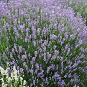 Lavandula angustifolia 'Munstead' Lavendel